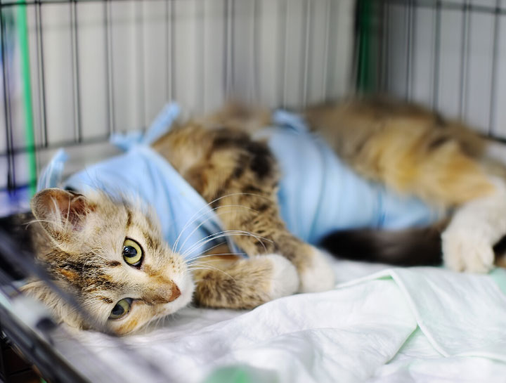 Tiverton Veterinary Surgeries