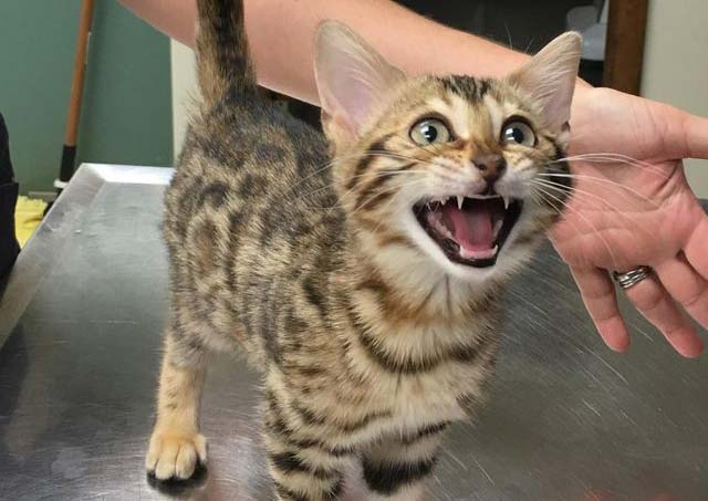 Carousel Slide 4: Cat Veterinary Care
